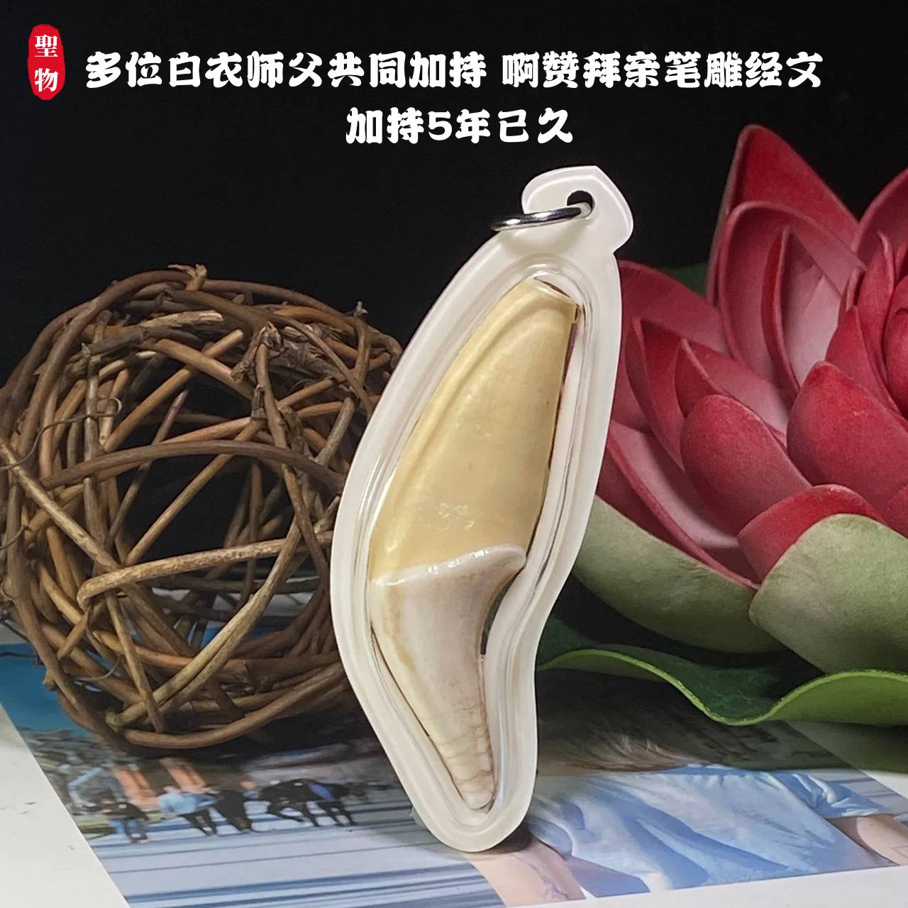 【空心熊牙佛牌｜五年加持•十一场法会•极致守护】 | Jin Thai Fo Pai
